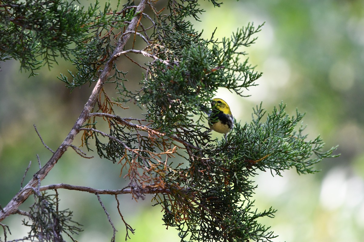 Black-throated Green Warbler - ML635310259
