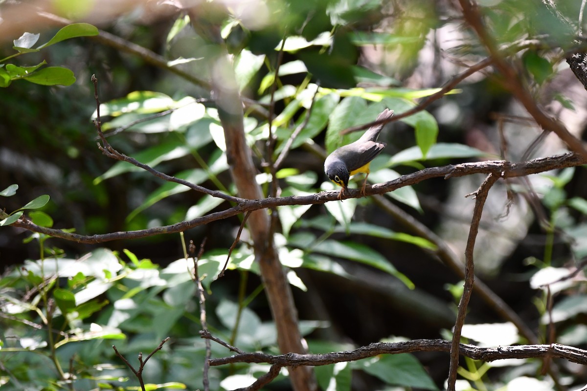 Canada Warbler - ML635310272