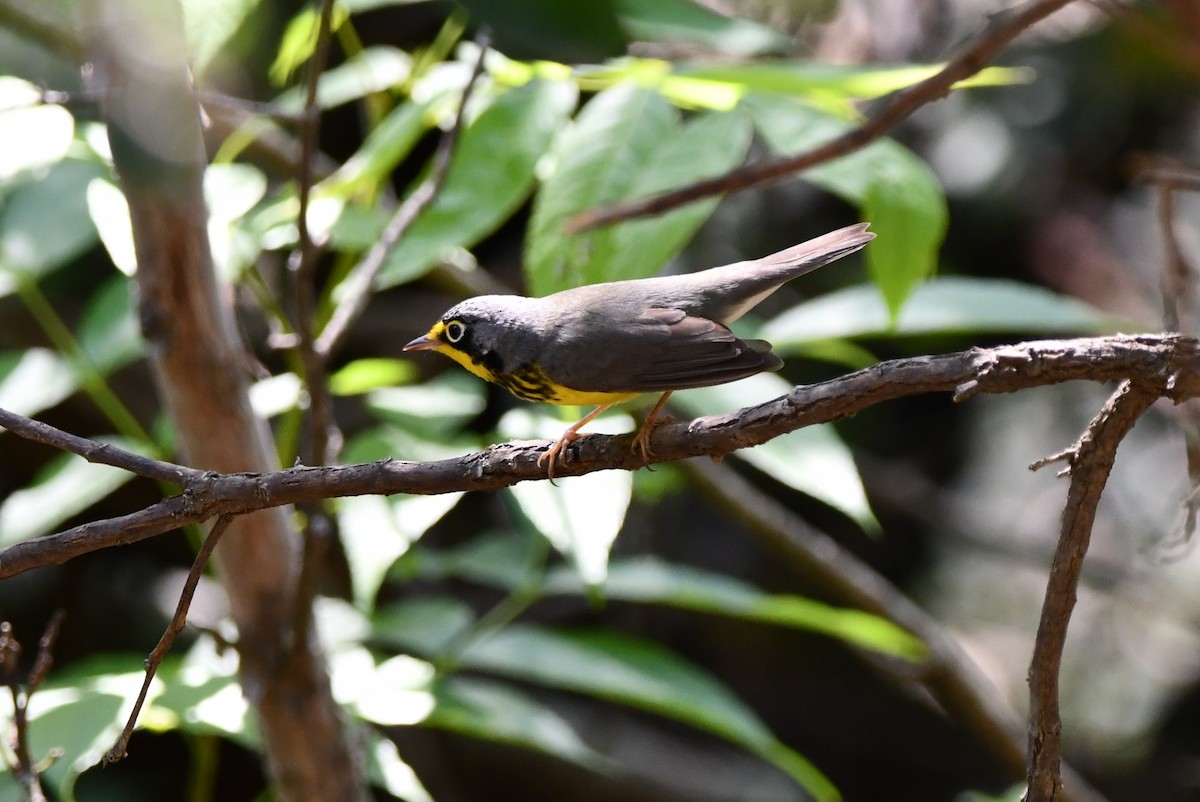 Canada Warbler - ML635310283
