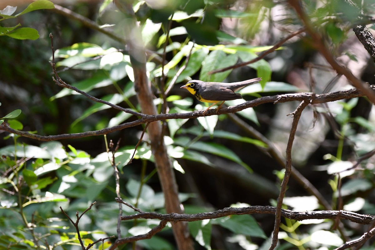 Canada Warbler - ML635310287