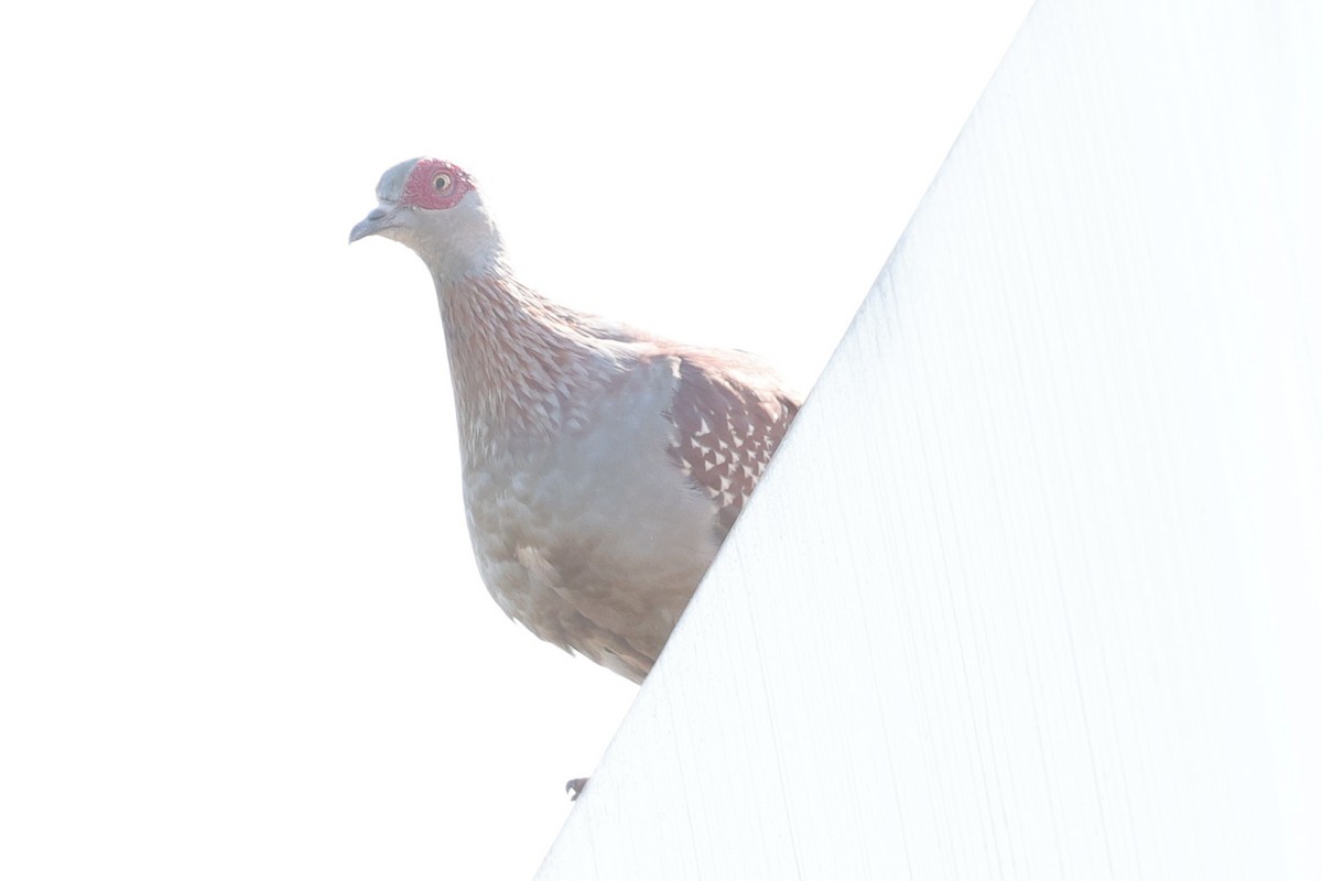 Speckled Pigeon - ML635310303