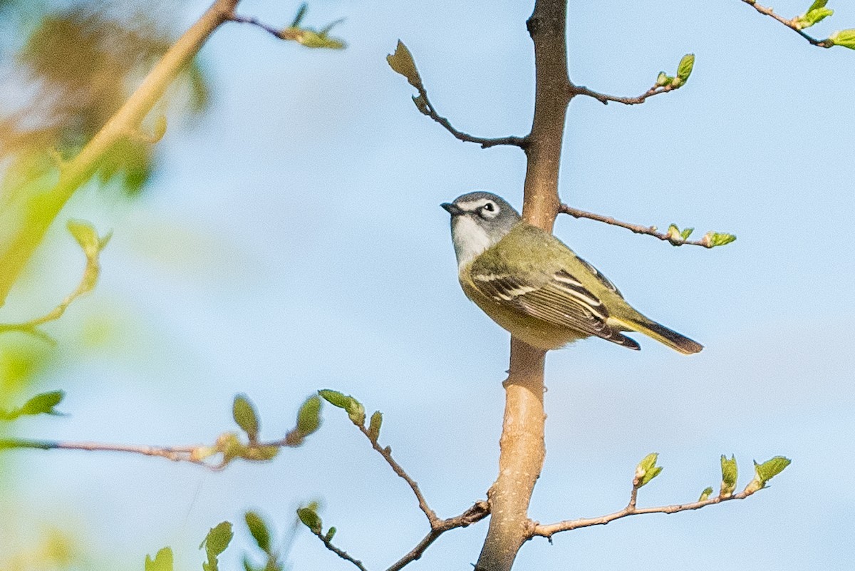 Blue-headed Vireo - ML635310314
