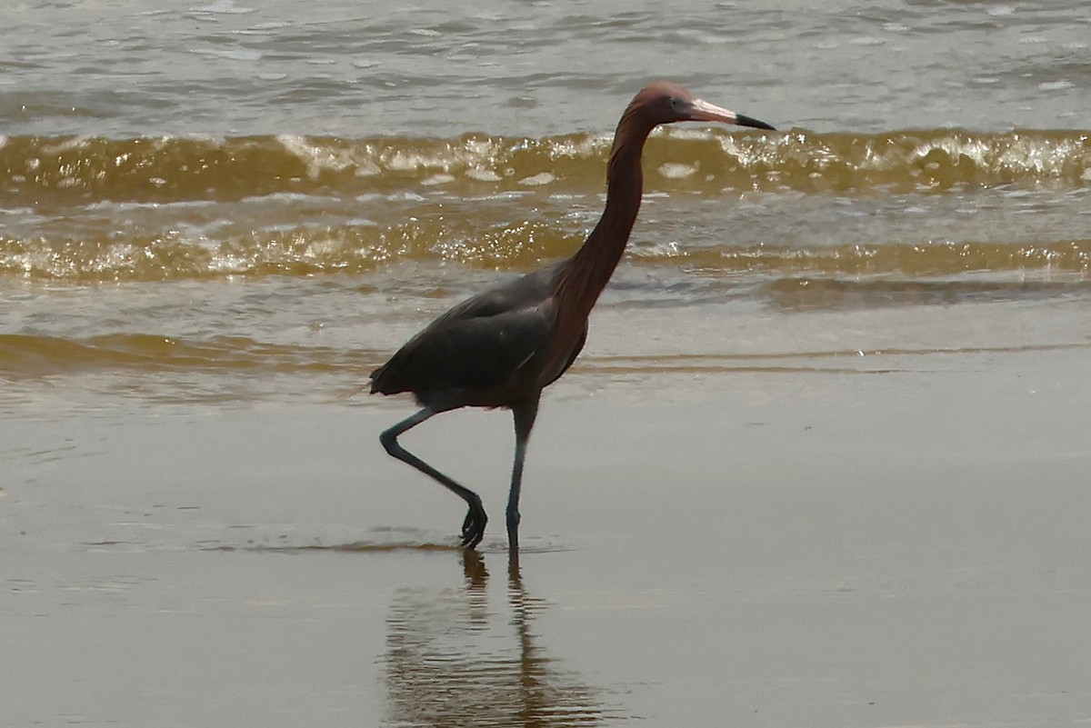 Reddish Egret - ML635310413