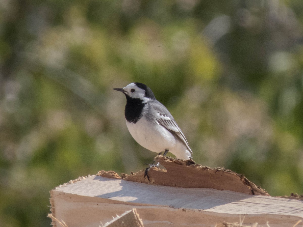 White Wagtail - ML635310426