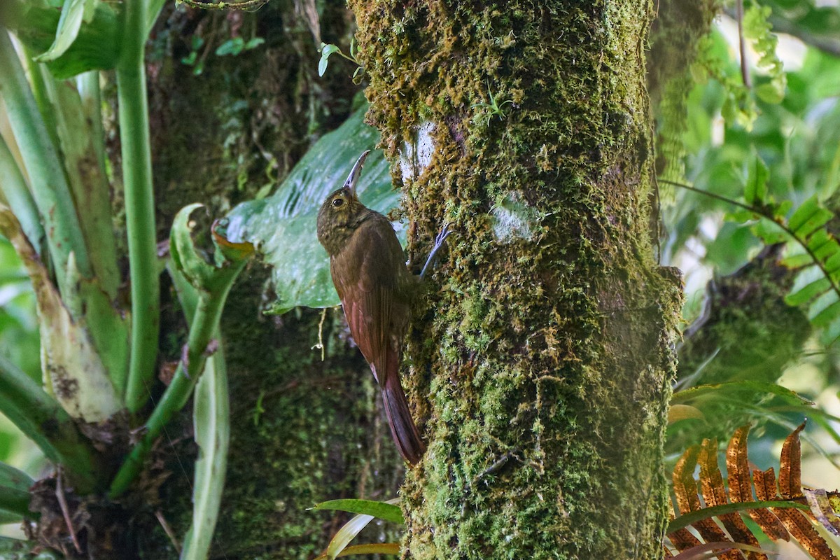 Spotted Woodcreeper - ML635310438
