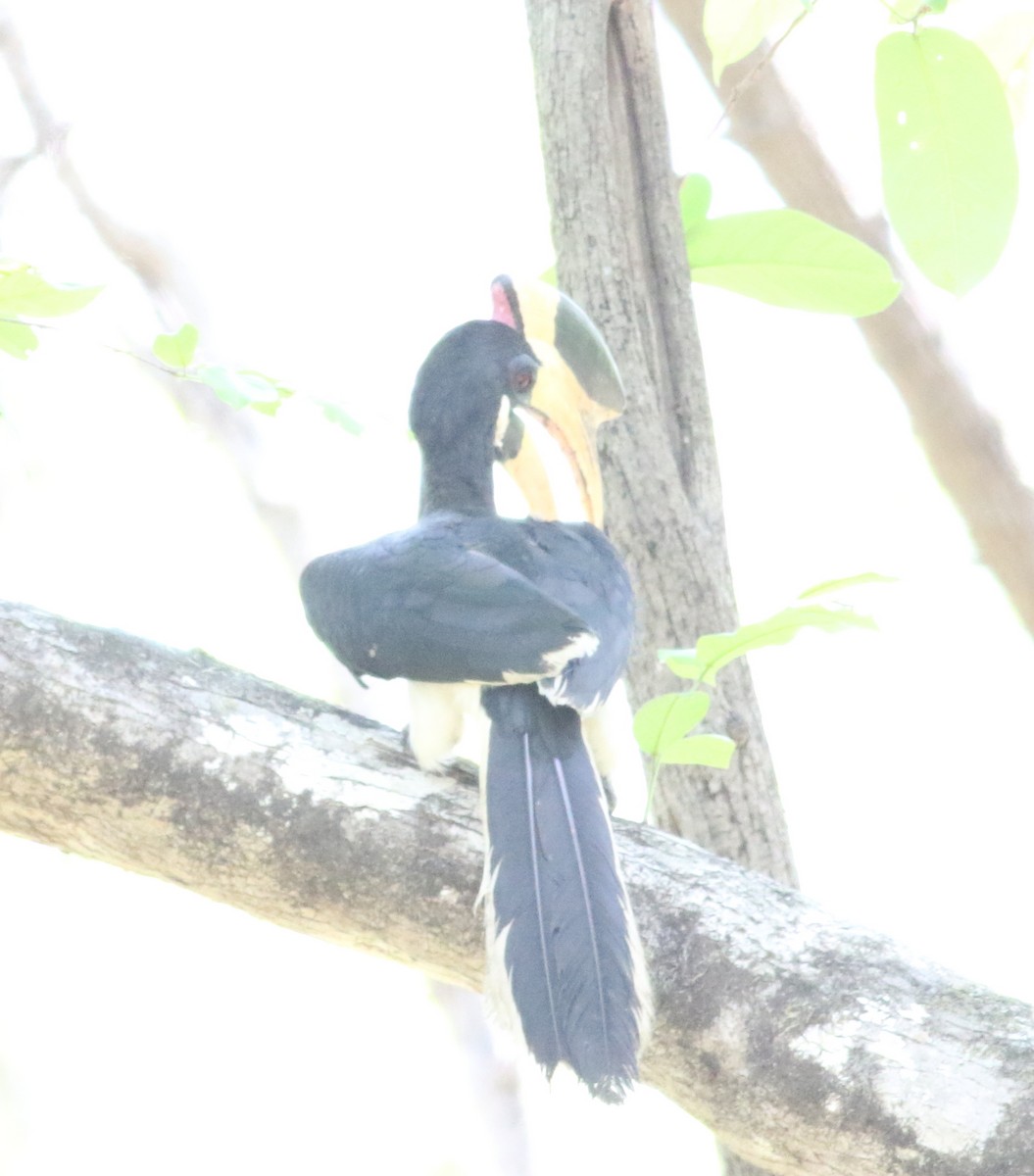 Malabar Pied-Hornbill - ML635310452