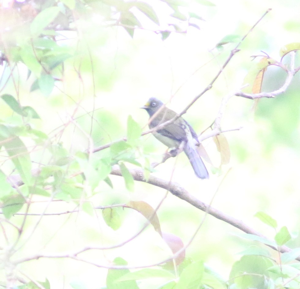 Gray-headed Bulbul - ML635310506
