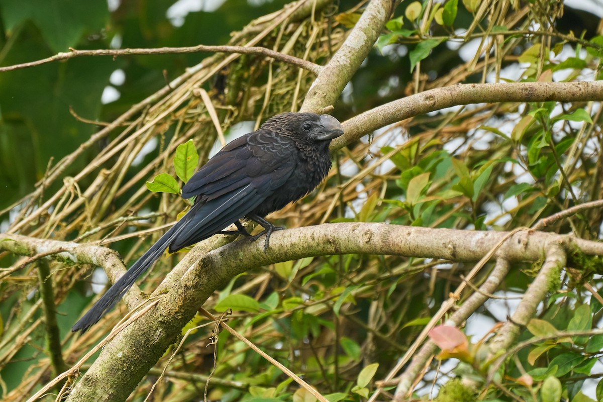 Smooth-billed Ani - ML635310507