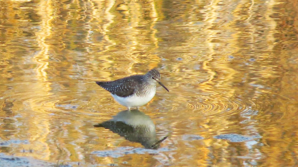 eremittsnipe - ML635310568