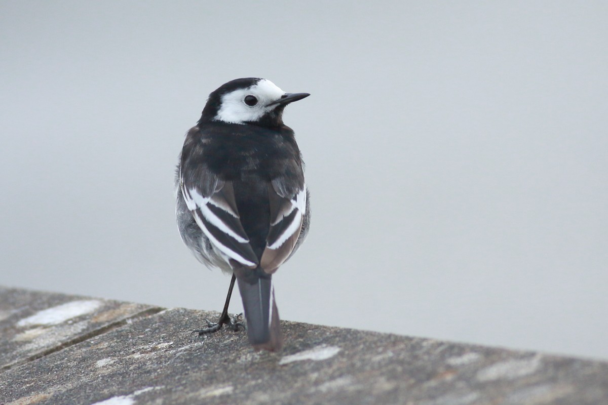 White Wagtail (British) - ML635310598