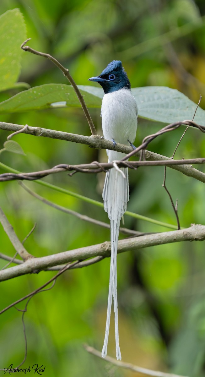 Blyth's Paradise-Flycatcher - ML635310627