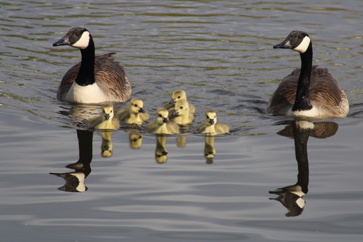 Canada Goose - ML635310690