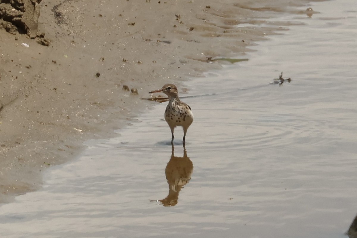 Spotted Sandpiper - ML635310691