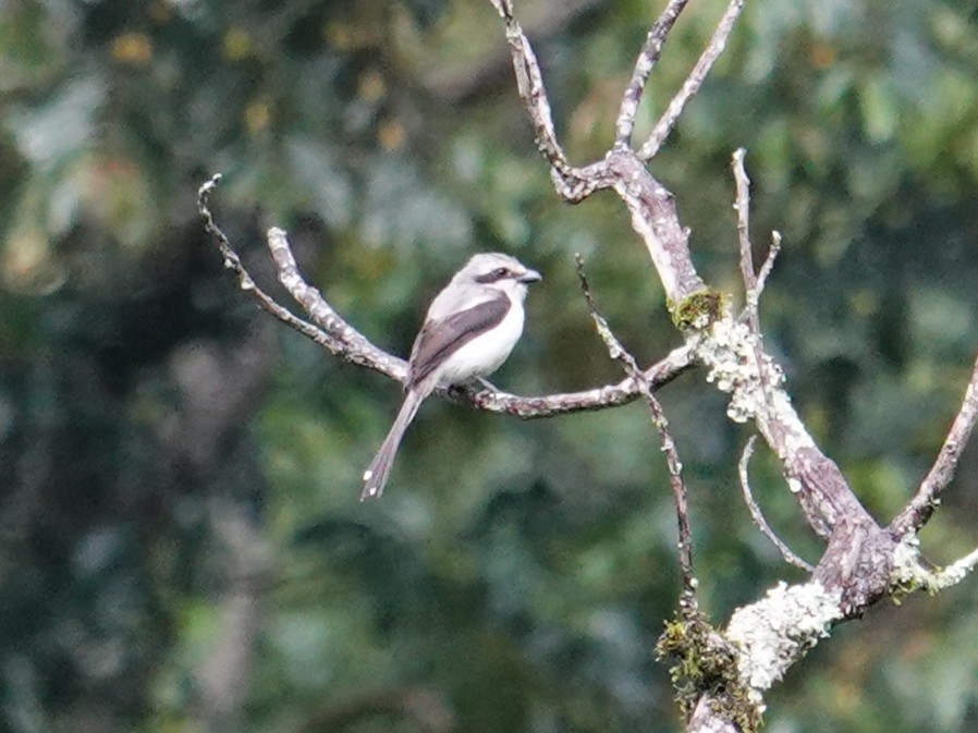 Mackinnon's Shrike - ML635310828