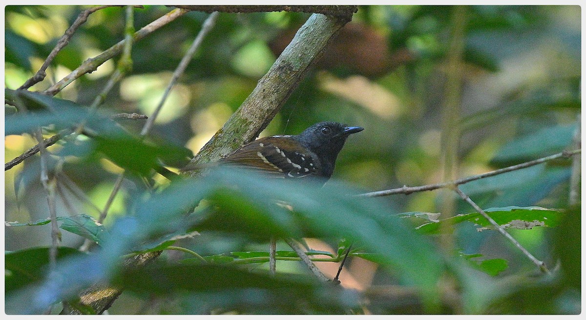 Chestnut-tailed Antbird (pallens) - ML635310878