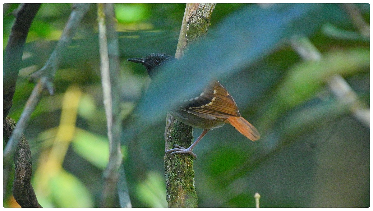 Chestnut-tailed Antbird (pallens) - ML635310880