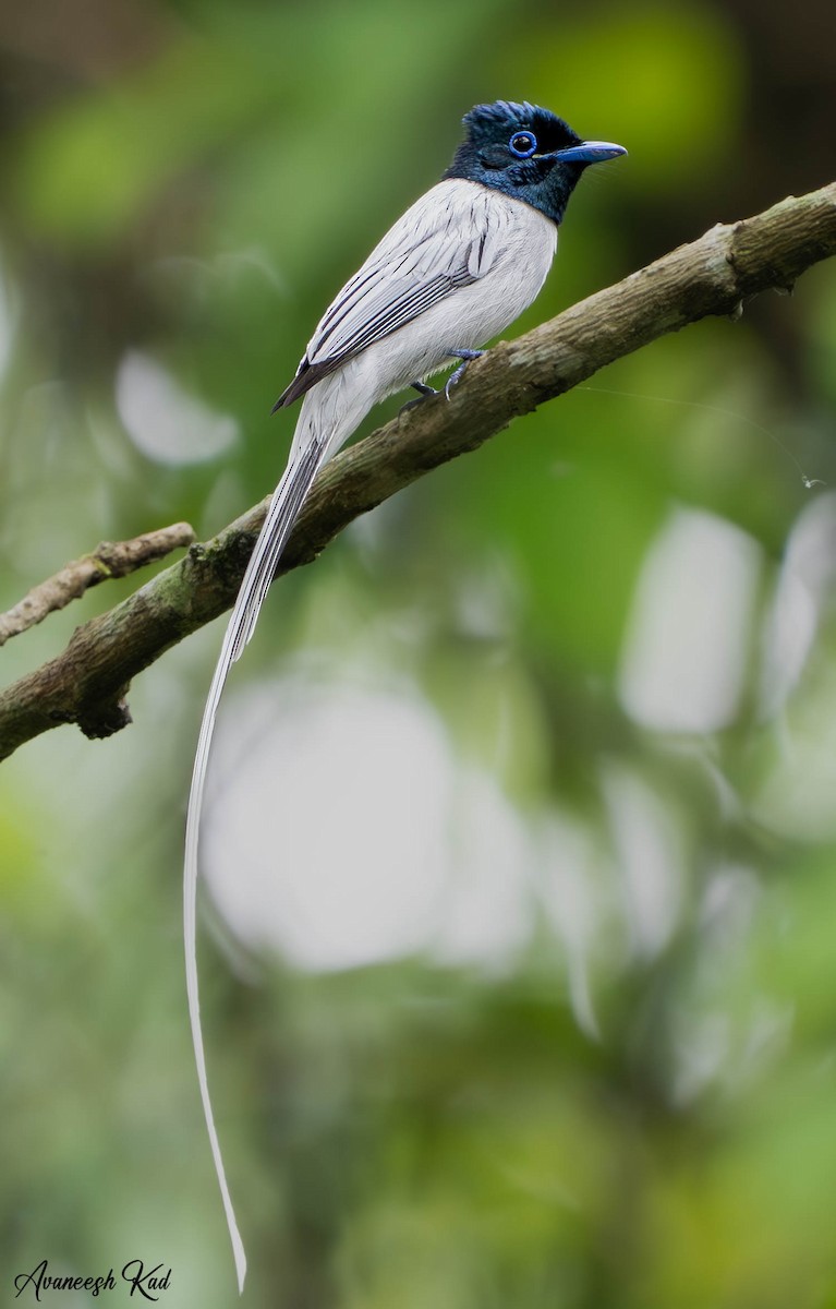 Blyth's Paradise-Flycatcher - ML635310982