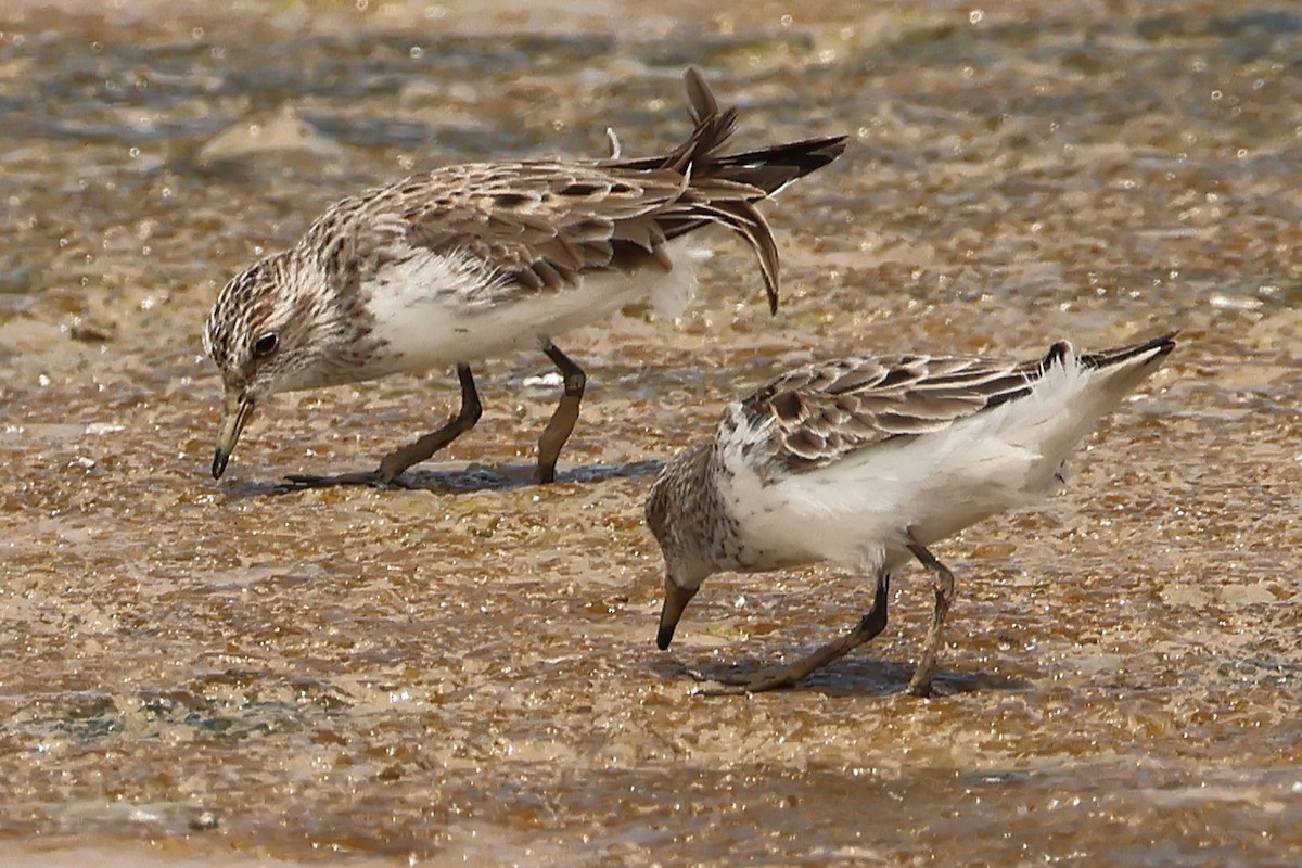 Least Sandpiper - ML635311020