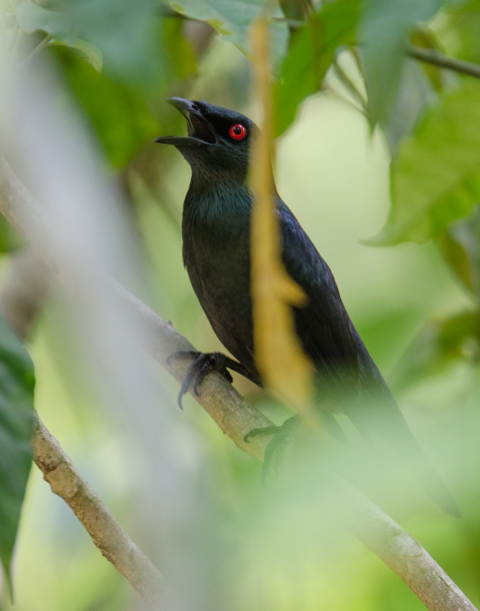 Asian Glossy Starling - ML635311113