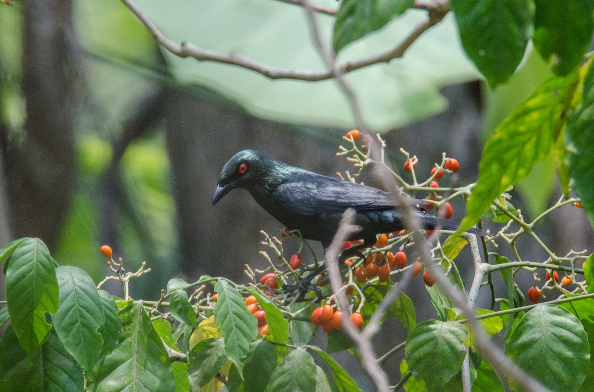 Asian Glossy Starling - ML635311114