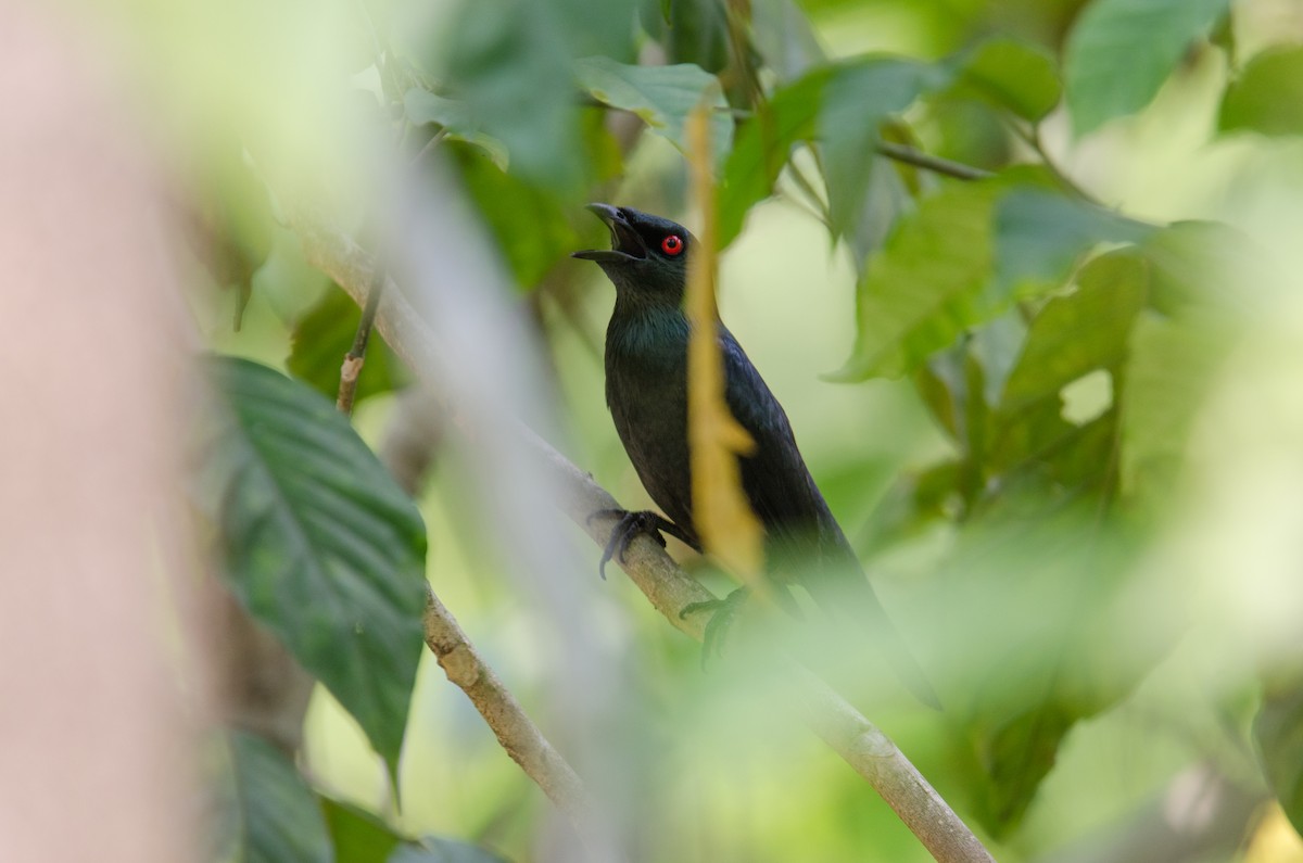 Asian Glossy Starling - ML635311117