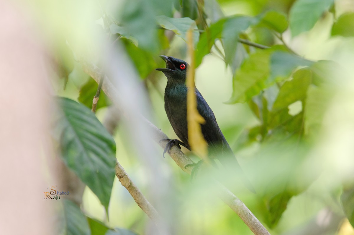 Asian Glossy Starling - ML635311119