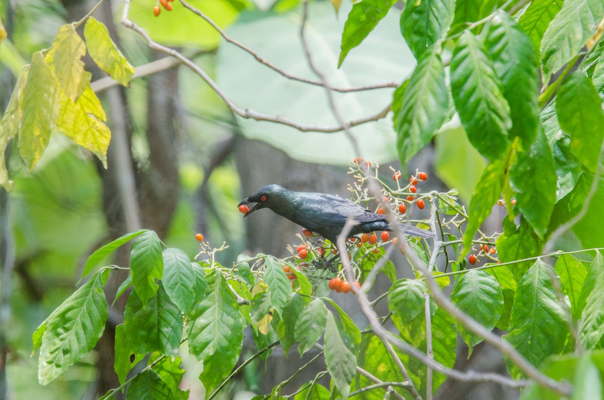 Asian Glossy Starling - ML635311121