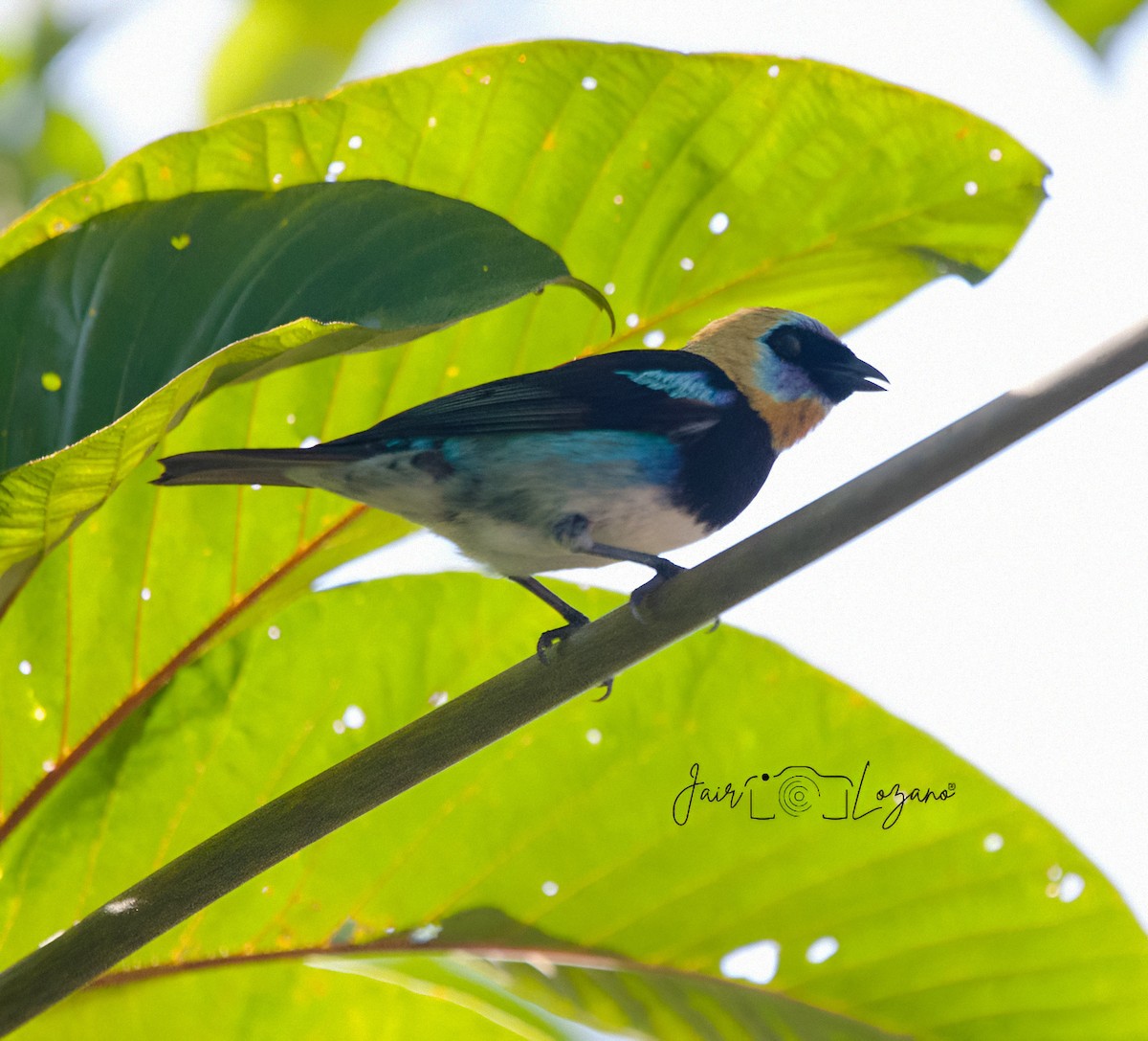 Golden-hooded Tanager - ML635311141
