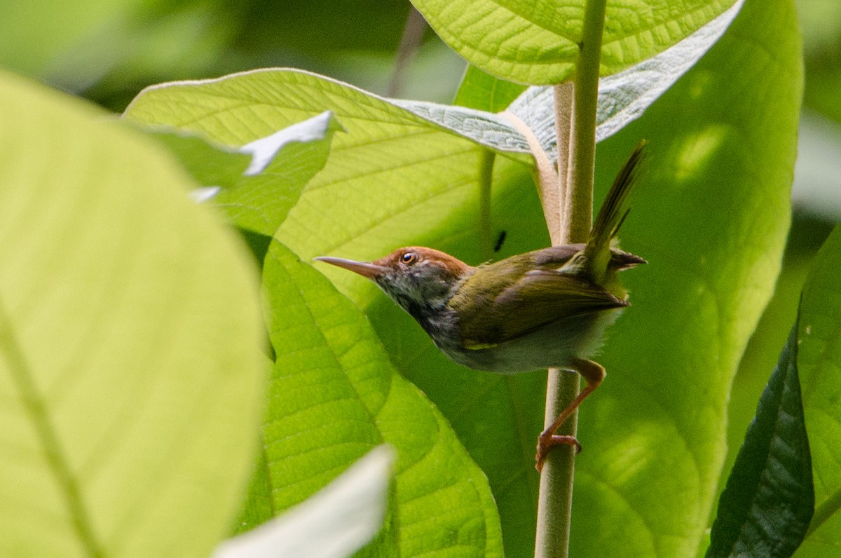 Dark-necked Tailorbird - ML635311229