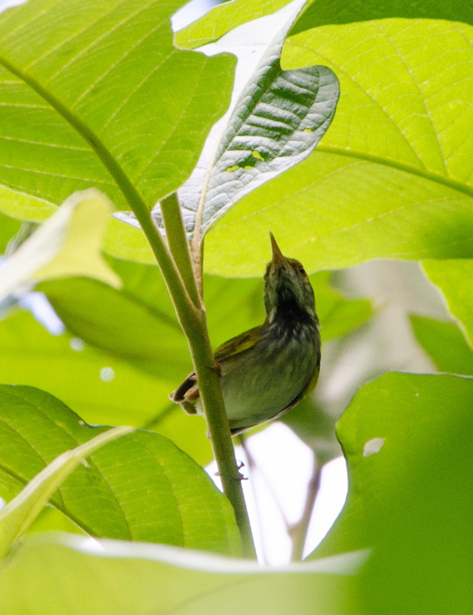 Dark-necked Tailorbird - ML635311231
