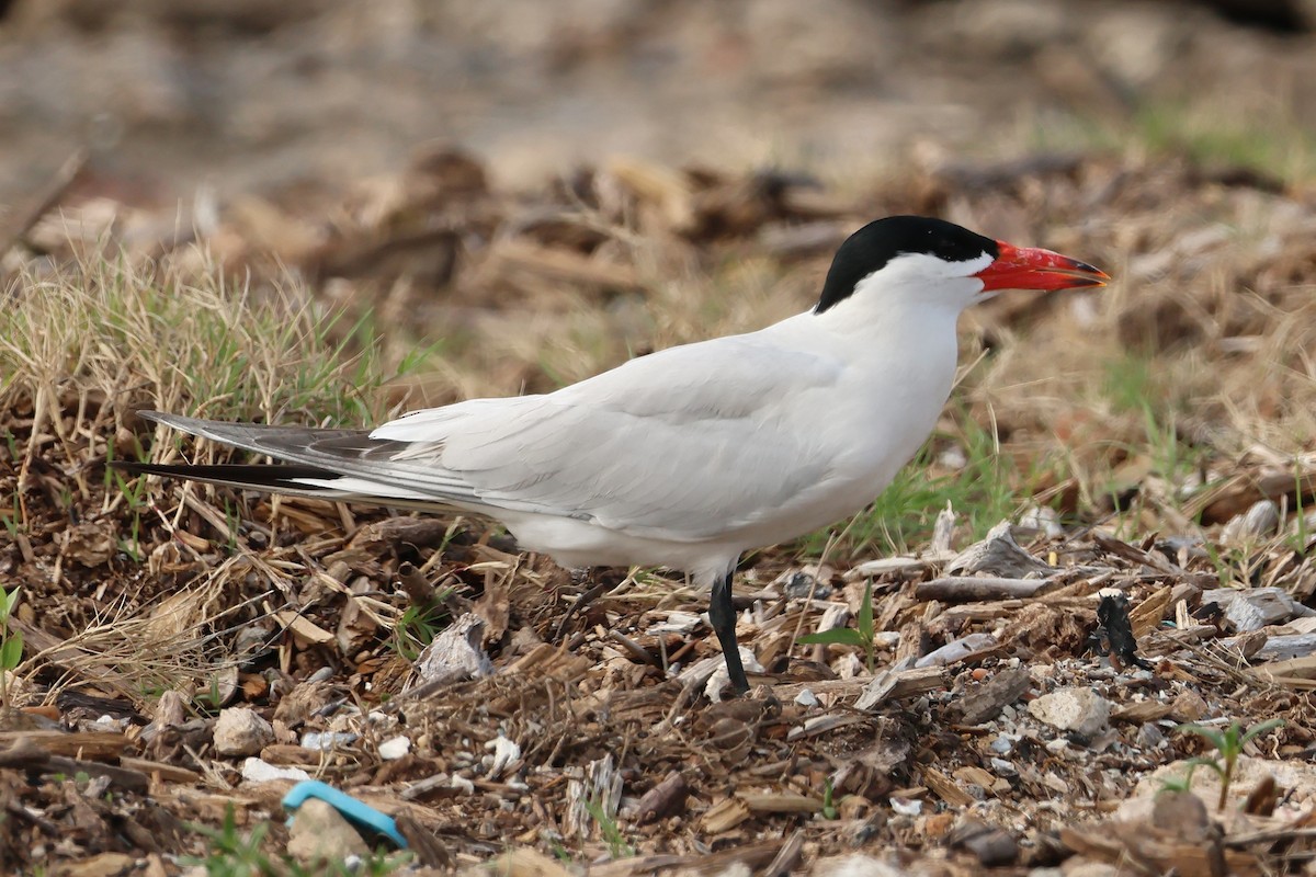 Caspian Tern - ML635311238