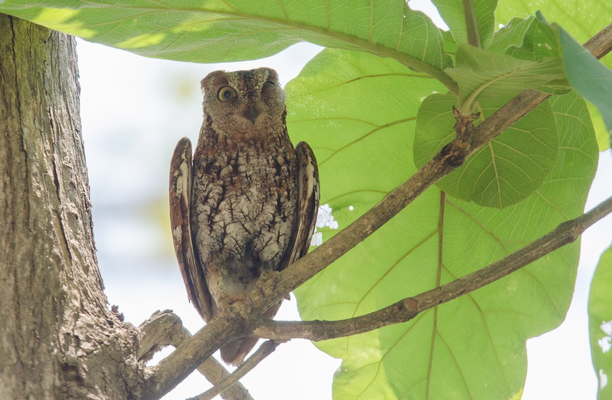 Ойн орволго - ML635311239