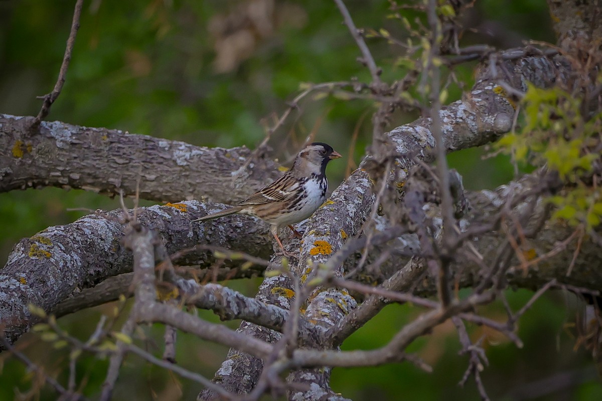 Harris's Sparrow - ML635311274