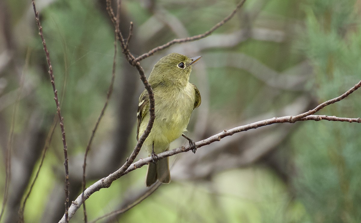 Yellow-bellied Flycatcher - ML635311290