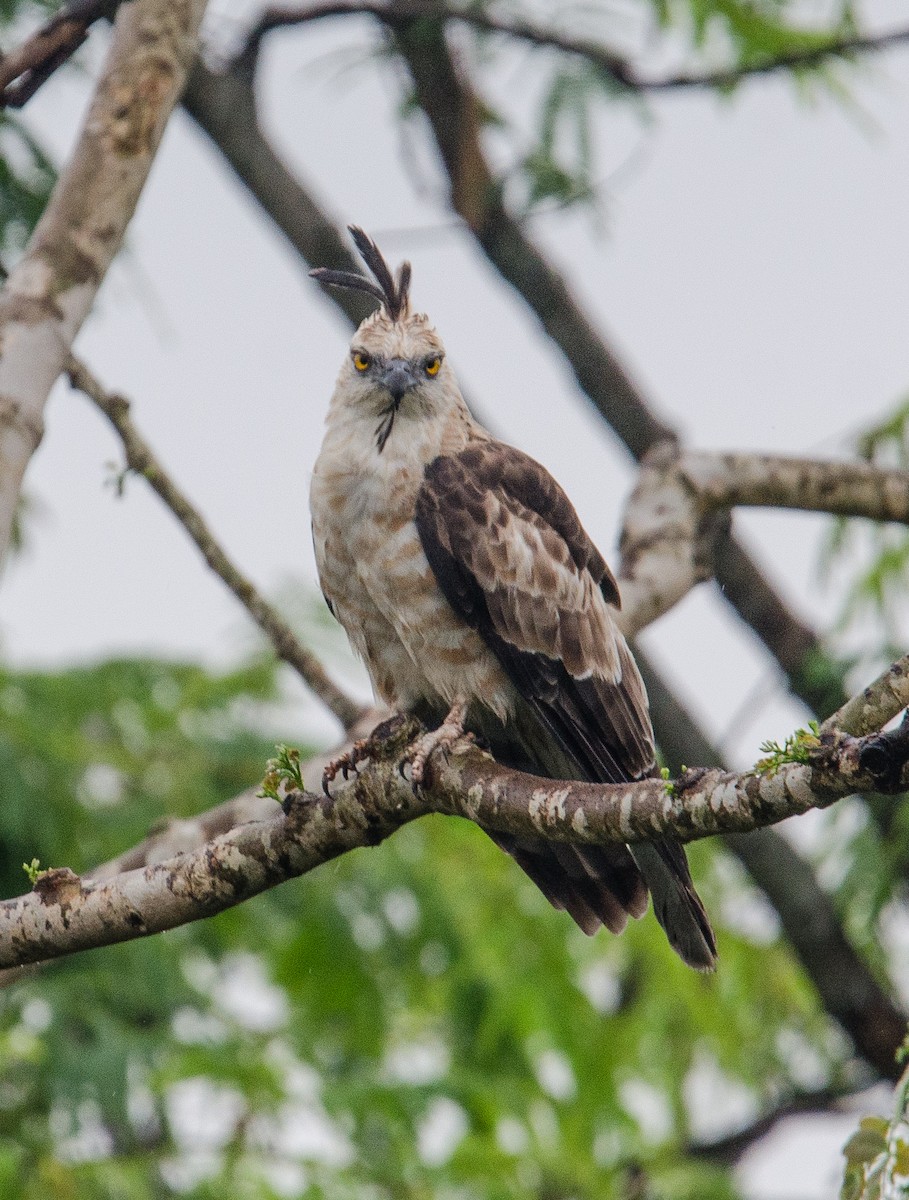 Jerdon's Baza - ML635311349