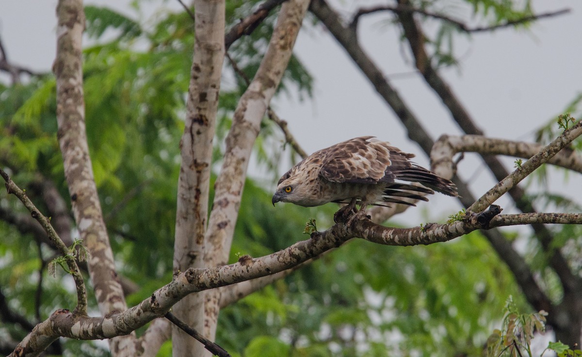 Jerdon's Baza - ML635311350