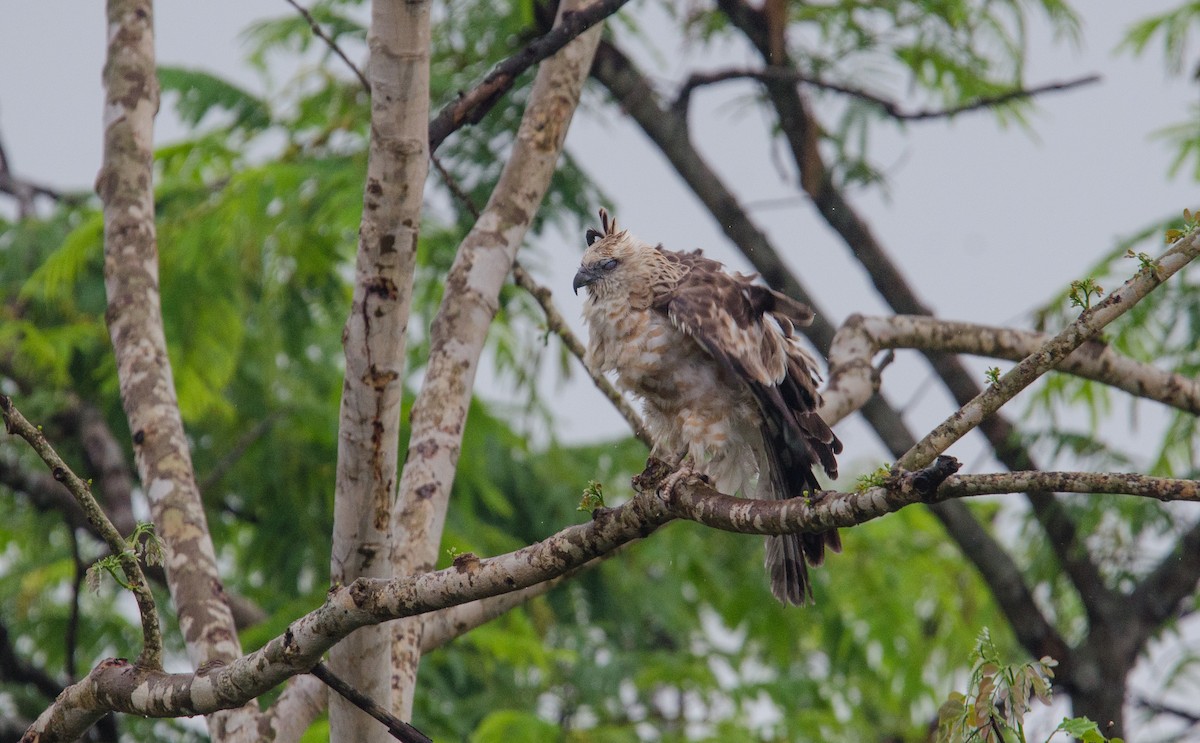 Jerdon's Baza - ML635311351