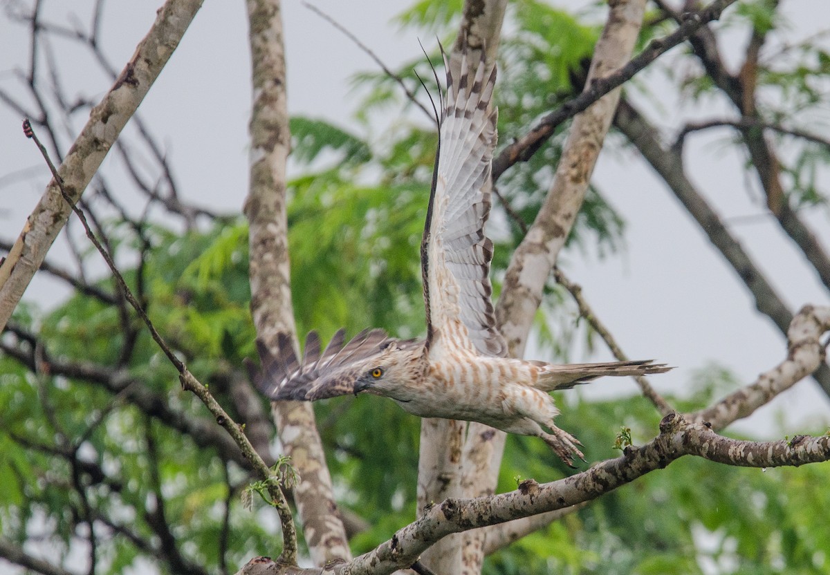 Jerdon's Baza - ML635311352