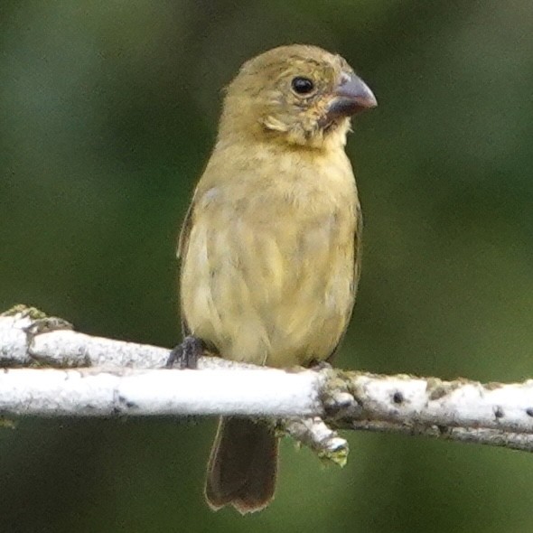 Variable Seedeater - ML635311362