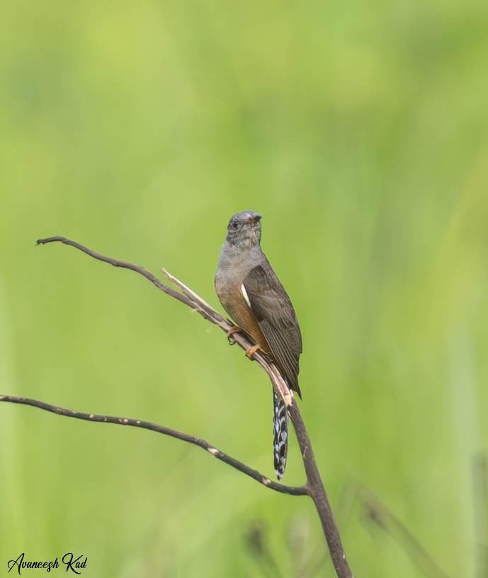 Plaintive Cuckoo - ML635311366