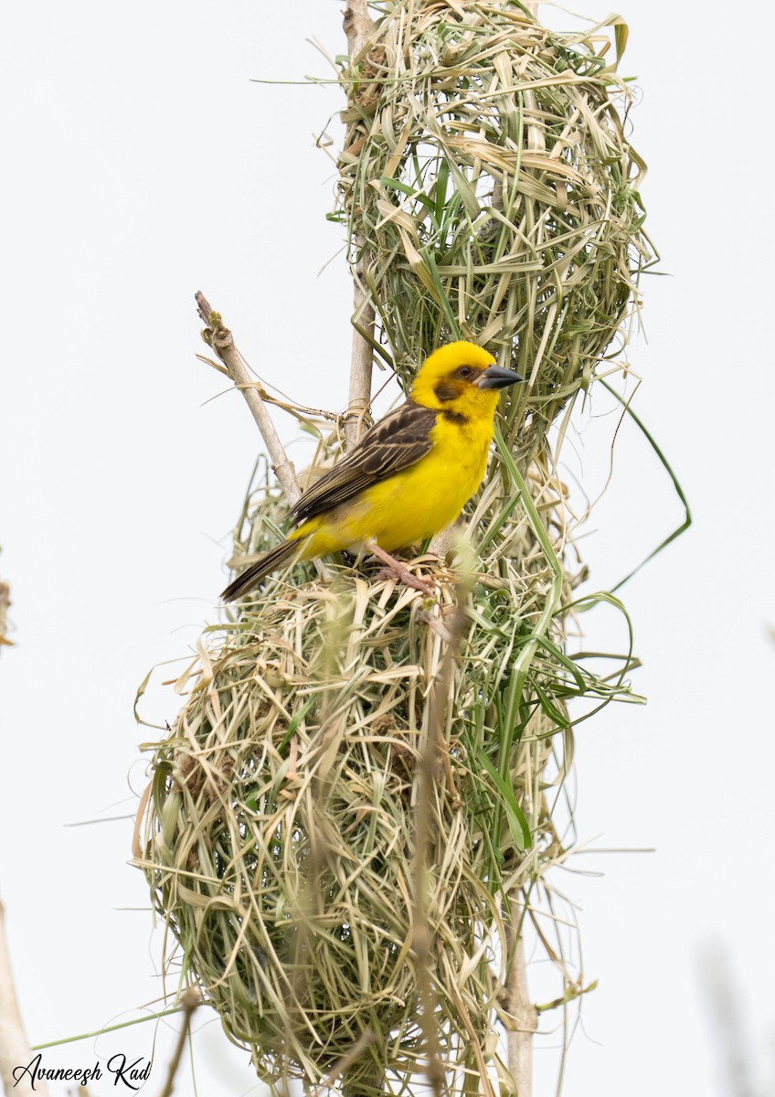 Finn's Weaver - ML635311377