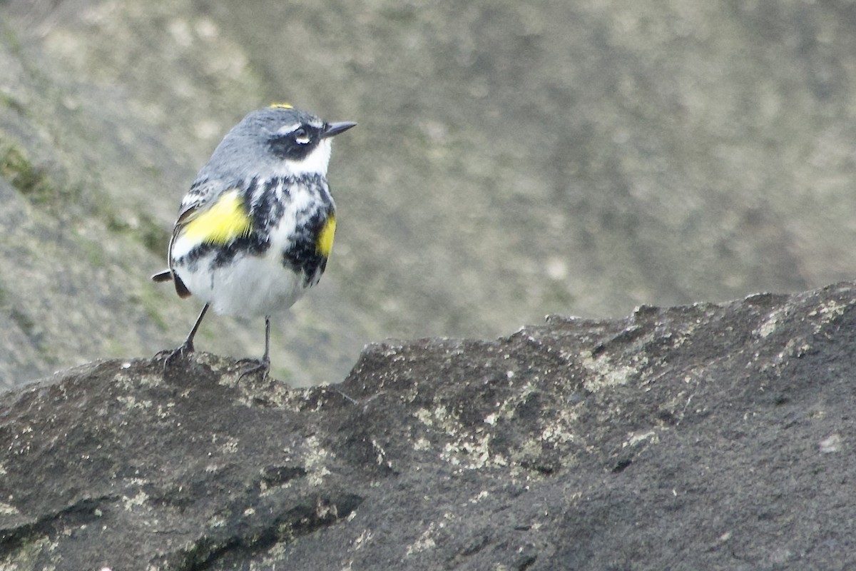 Yellow-rumped Warbler - ML635311378