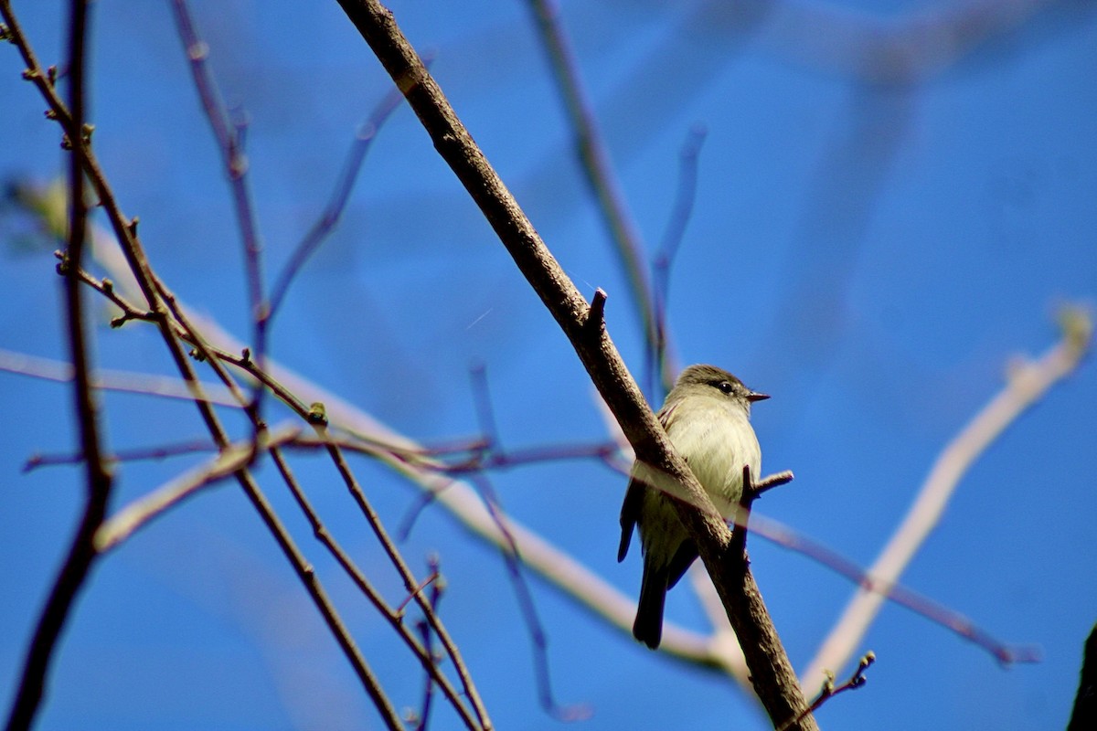 Least Flycatcher - ML635311403