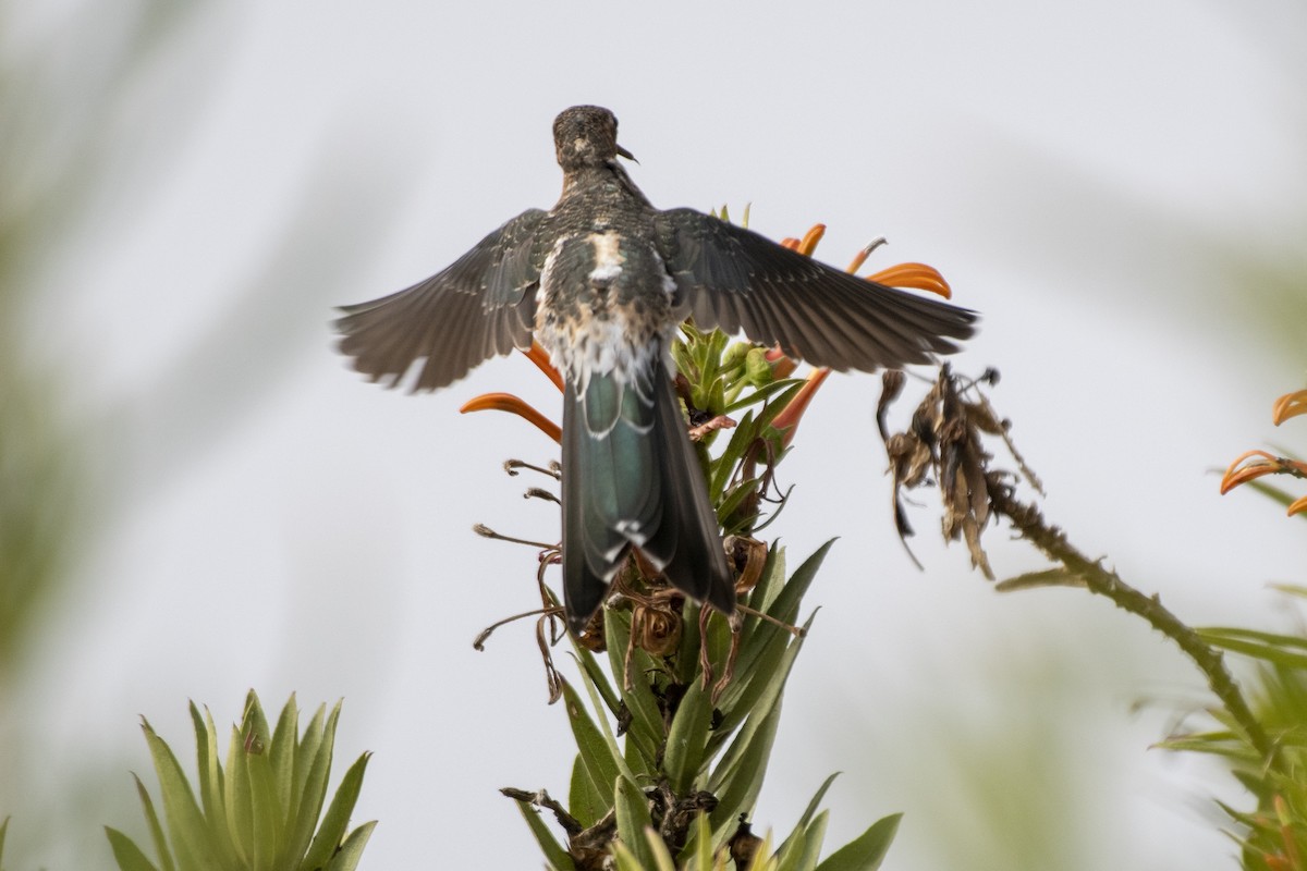 Koca Kolibri - ML635311418