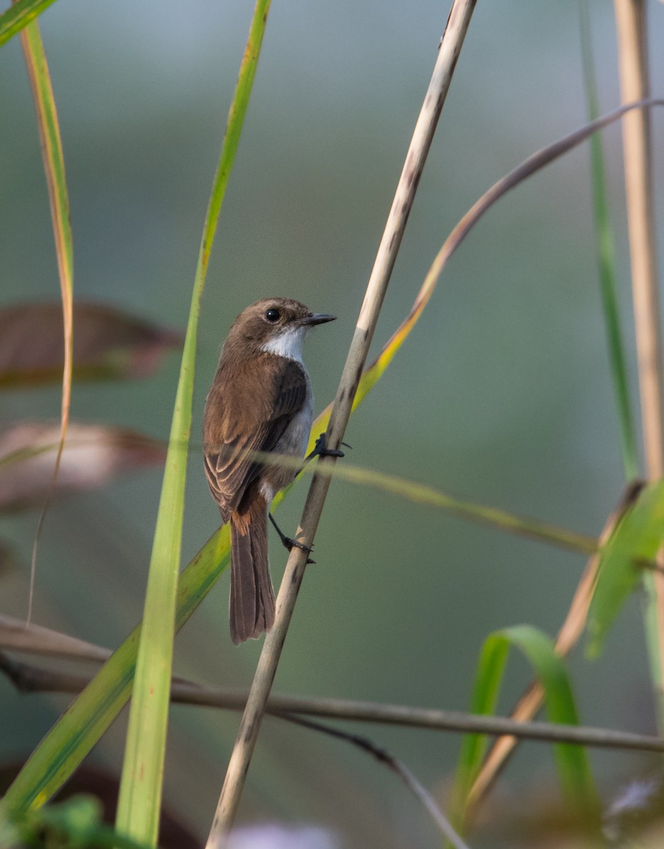 Jerdon's Bushchat - ML635311479