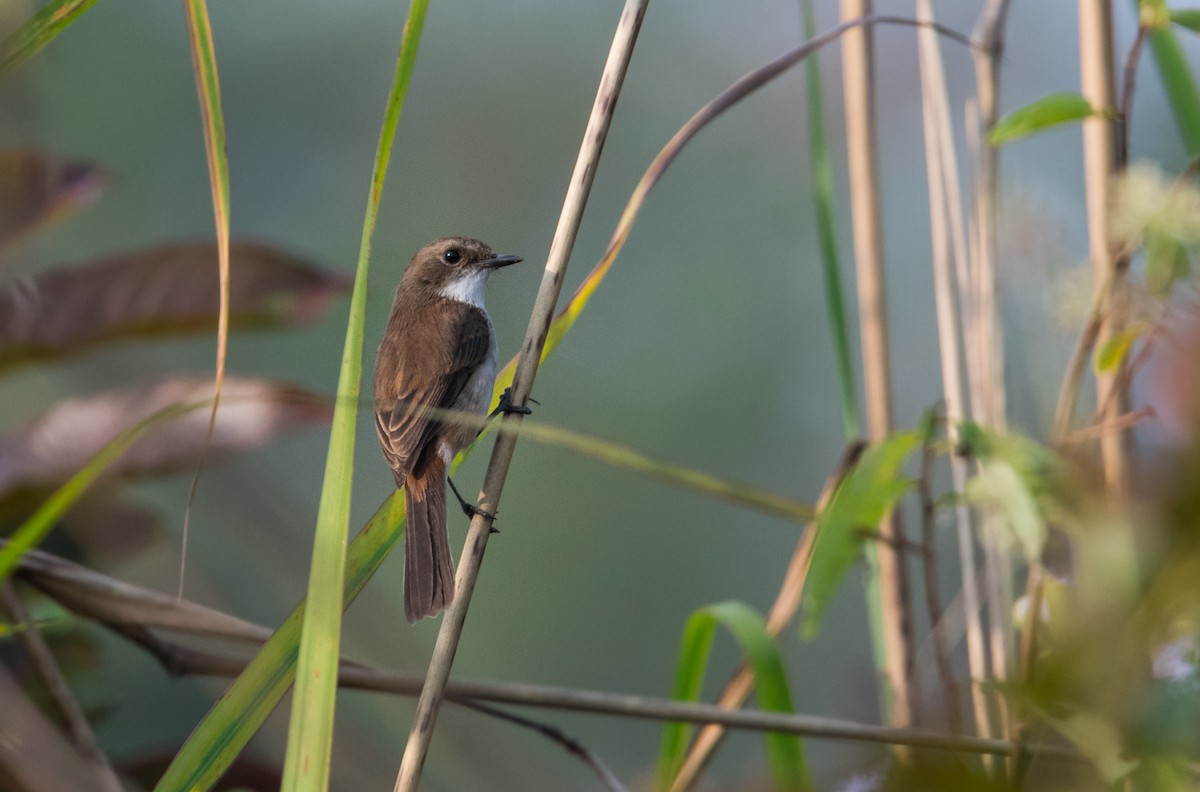 Jerdon's Bushchat - ML635311480