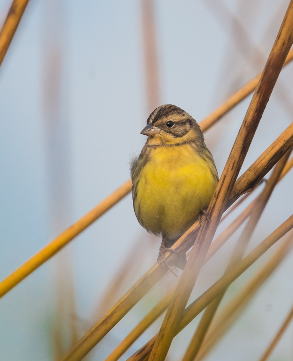 Шар элэгт хөмрөг - ML635311516