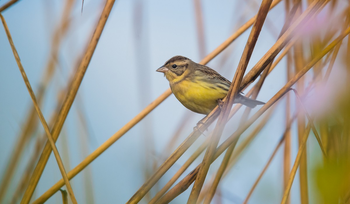 Шар элэгт хөмрөг - ML635311517