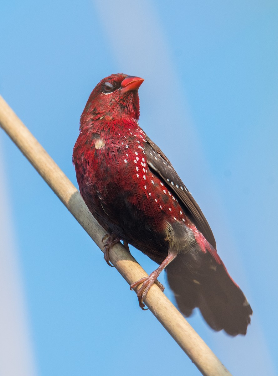 Red Avadavat - ML635311519