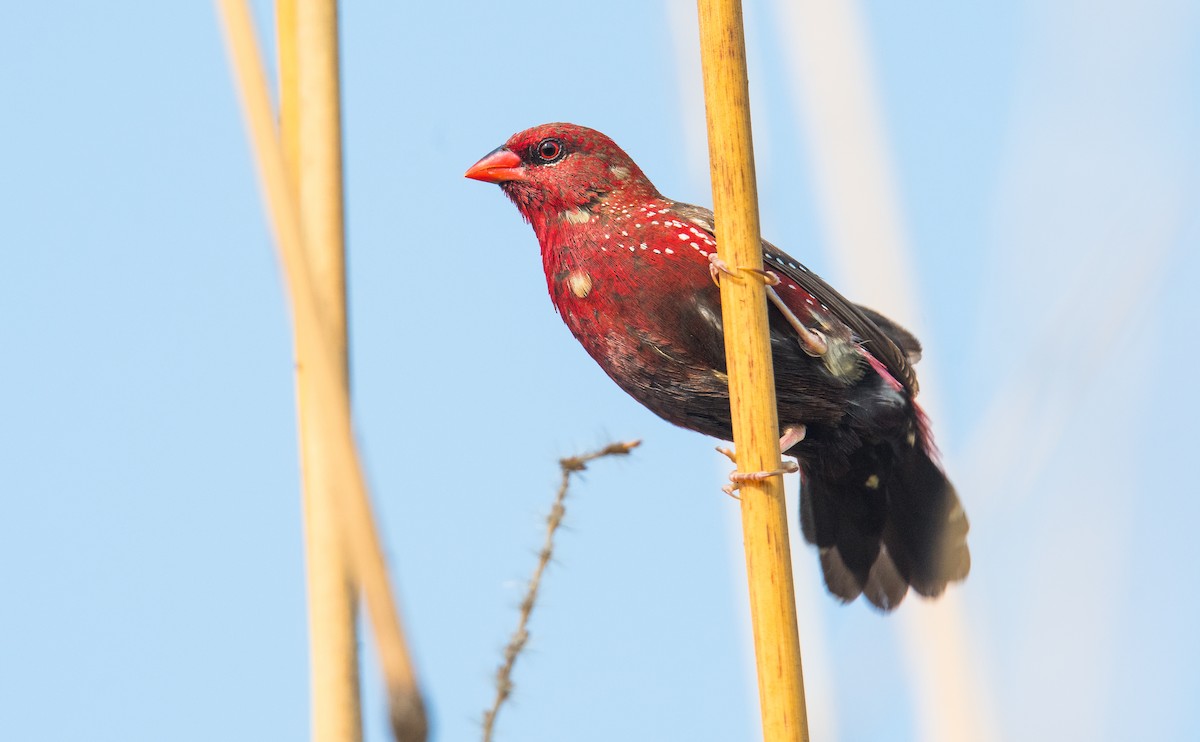 Red Avadavat - ML635311520